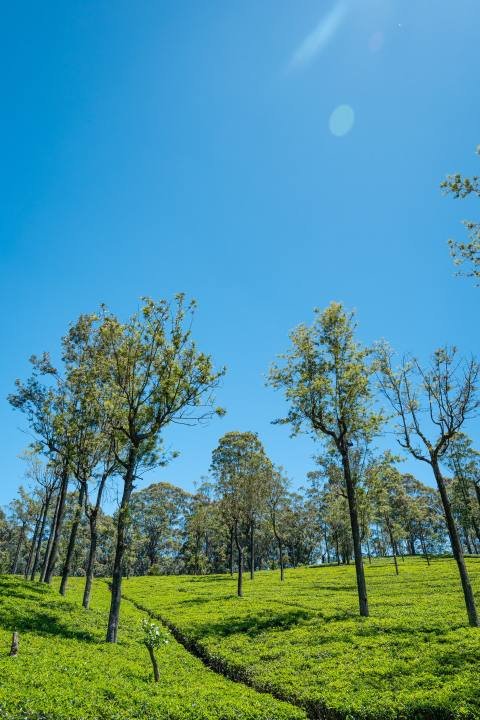 The Tamara Coorg