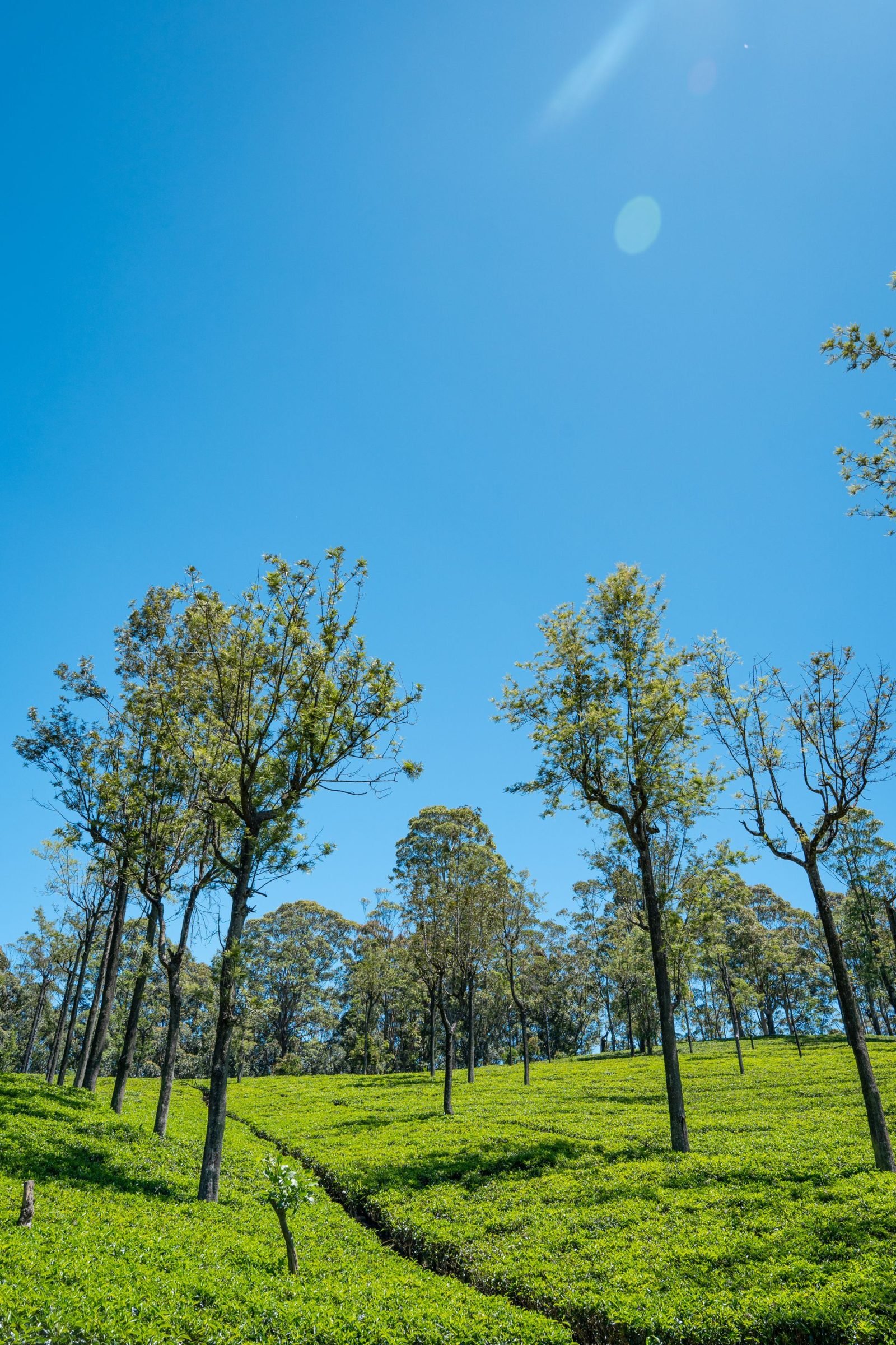 The Tamara Coorg